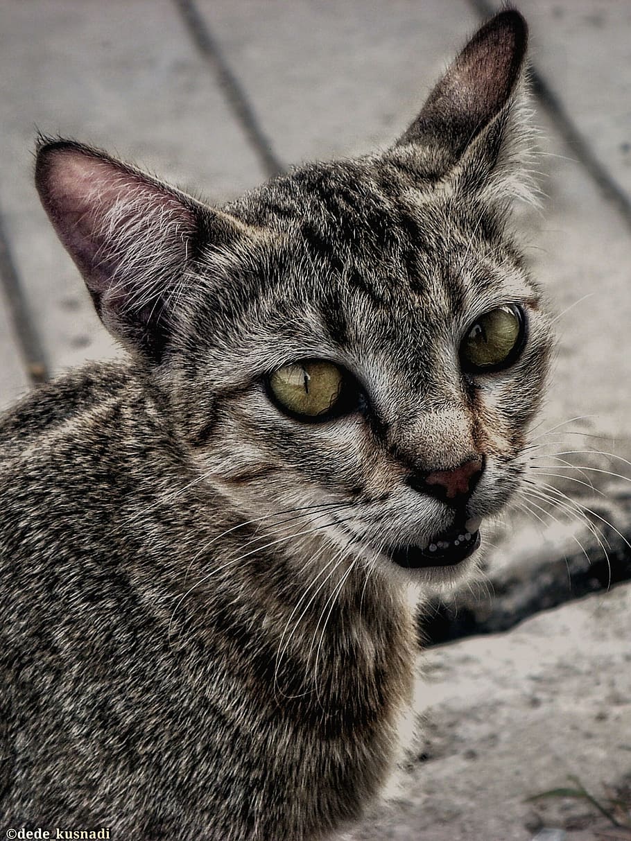 cat, hairy, beautiful, domestic cat, animal, animal themes HD wallpaper