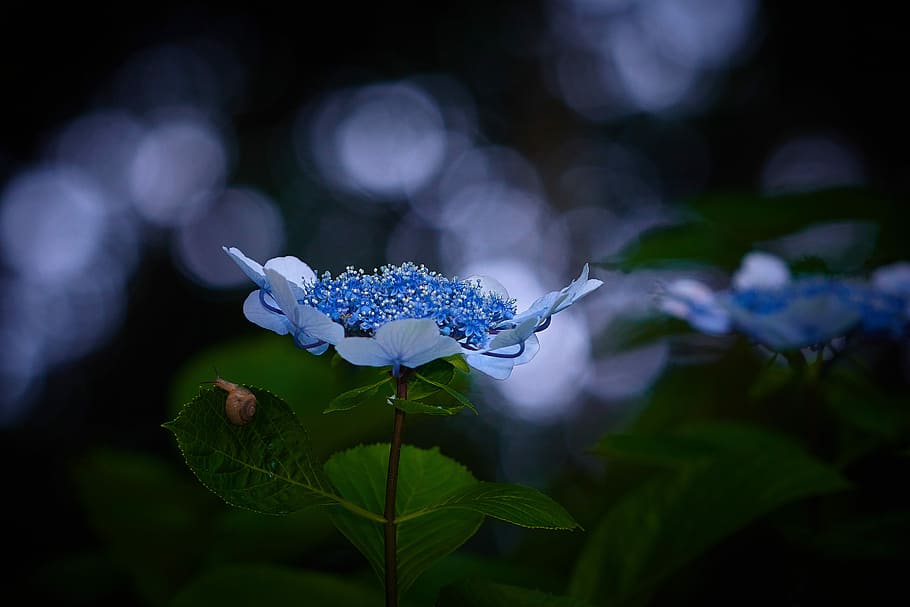 rainy season, sunbeams, hydrangea, forest, in the early summer HD wallpaper