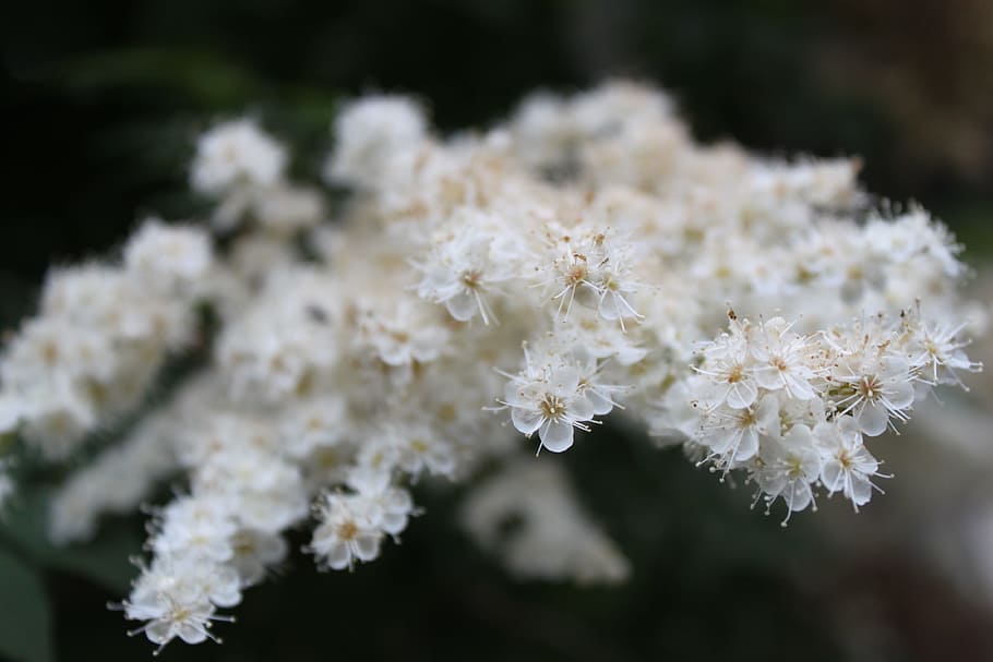 flower, close-up, white, freshness, plant, flowering plant HD wallpaper