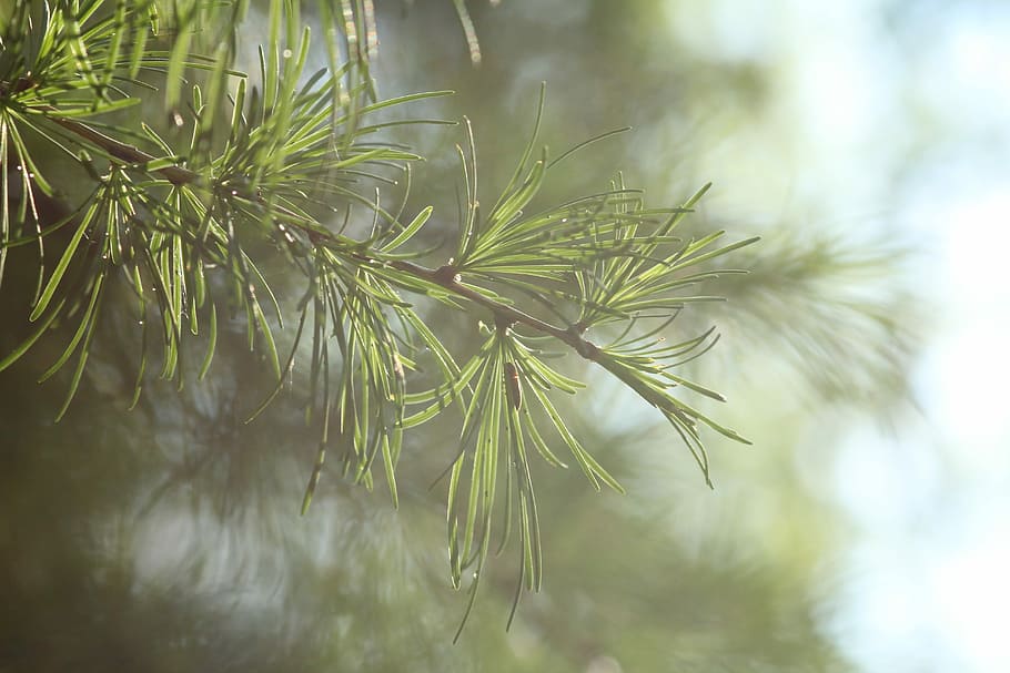 Nature, Tree, Spring, Forest, growth, day, no people, plant HD wallpaper