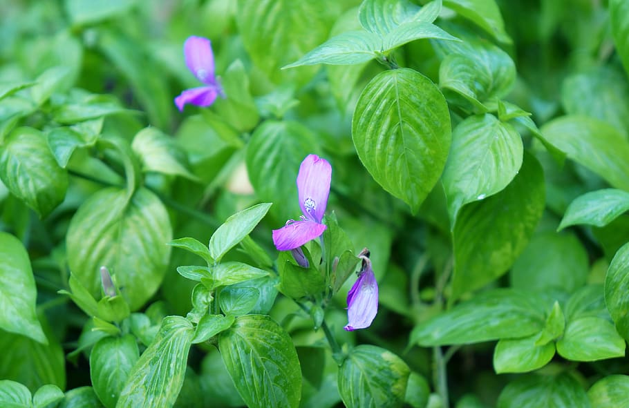 vegetables, green, background, flower, flowering plant, freshness HD wallpaper
