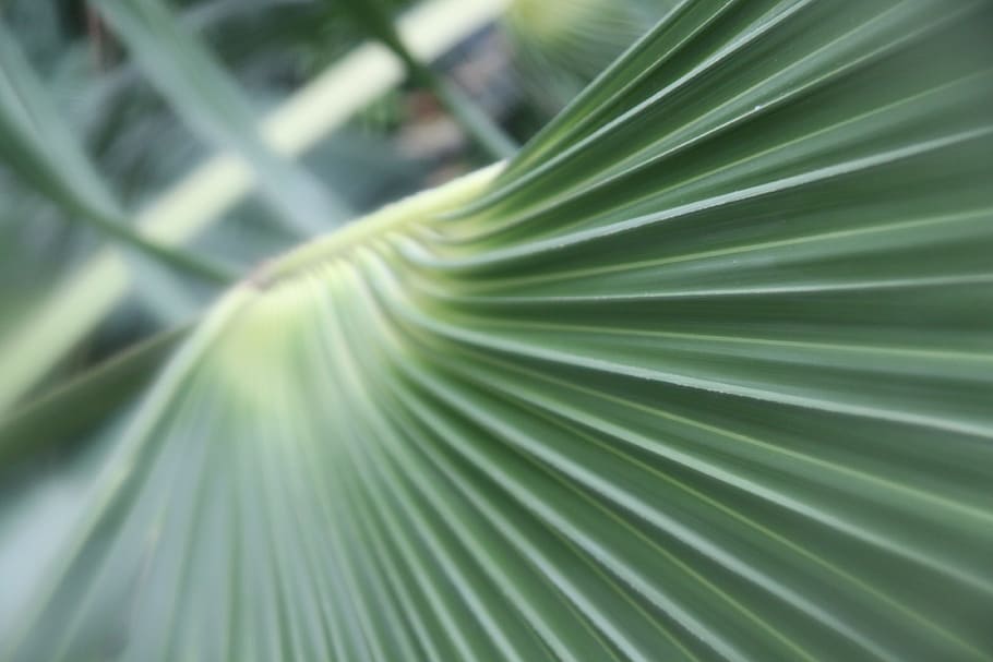 green, plant, palm leaf, vignette, green leaf, palm tree, tropical climate HD wallpaper