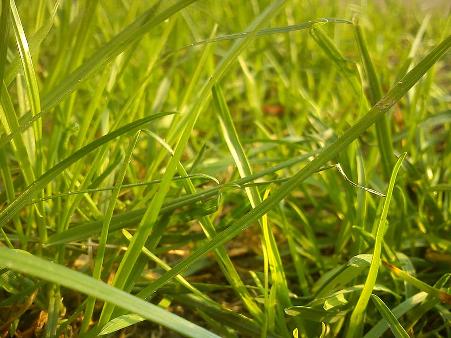 grass, nature, spring, green color, plant, growth, beauty in nature HD wallpaper