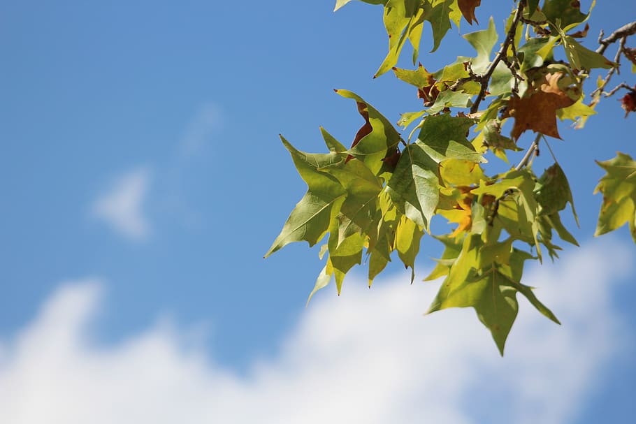 leaves, autumn, tree, plant part, leaf, sky, maple tree, nature HD wallpaper