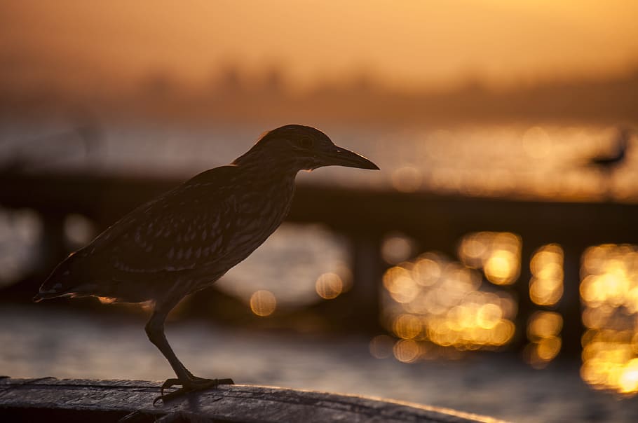 Bird, Sunset, Light, Eventide, against light, one animal, animal wildlife HD wallpaper