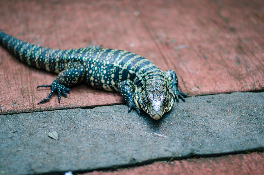 photo of black and brown lizard on gray pavement, brown and black lizard on brown surface HD wallpaper