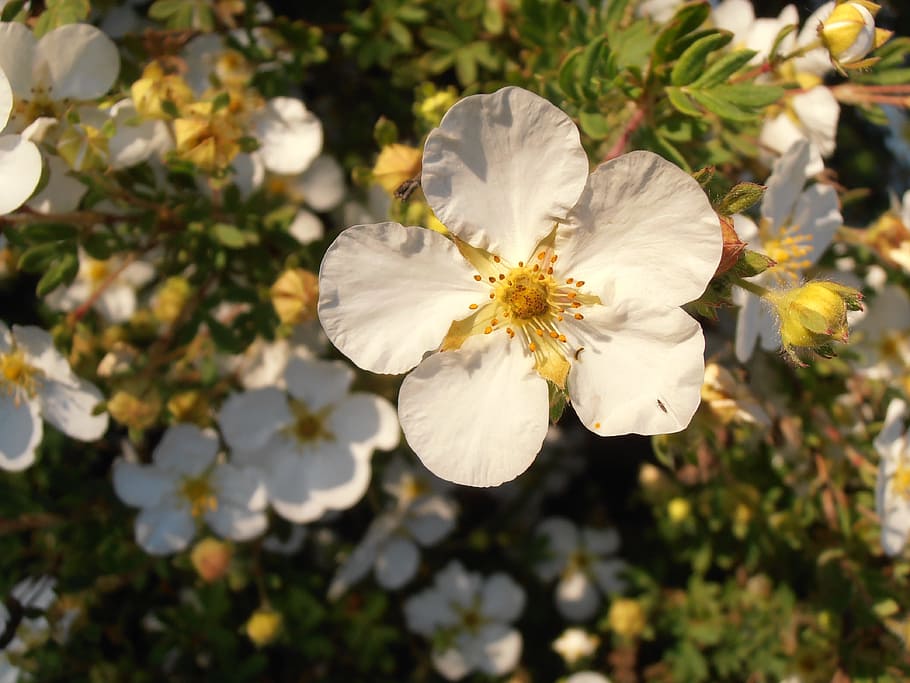 Flower, Spring, Bloom, Leaves, flowers, closeup, in the summer of HD wallpaper