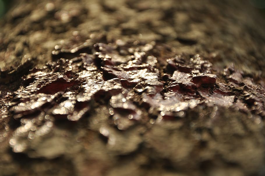texture, tree, environment, nature, selective focus, textured HD wallpaper