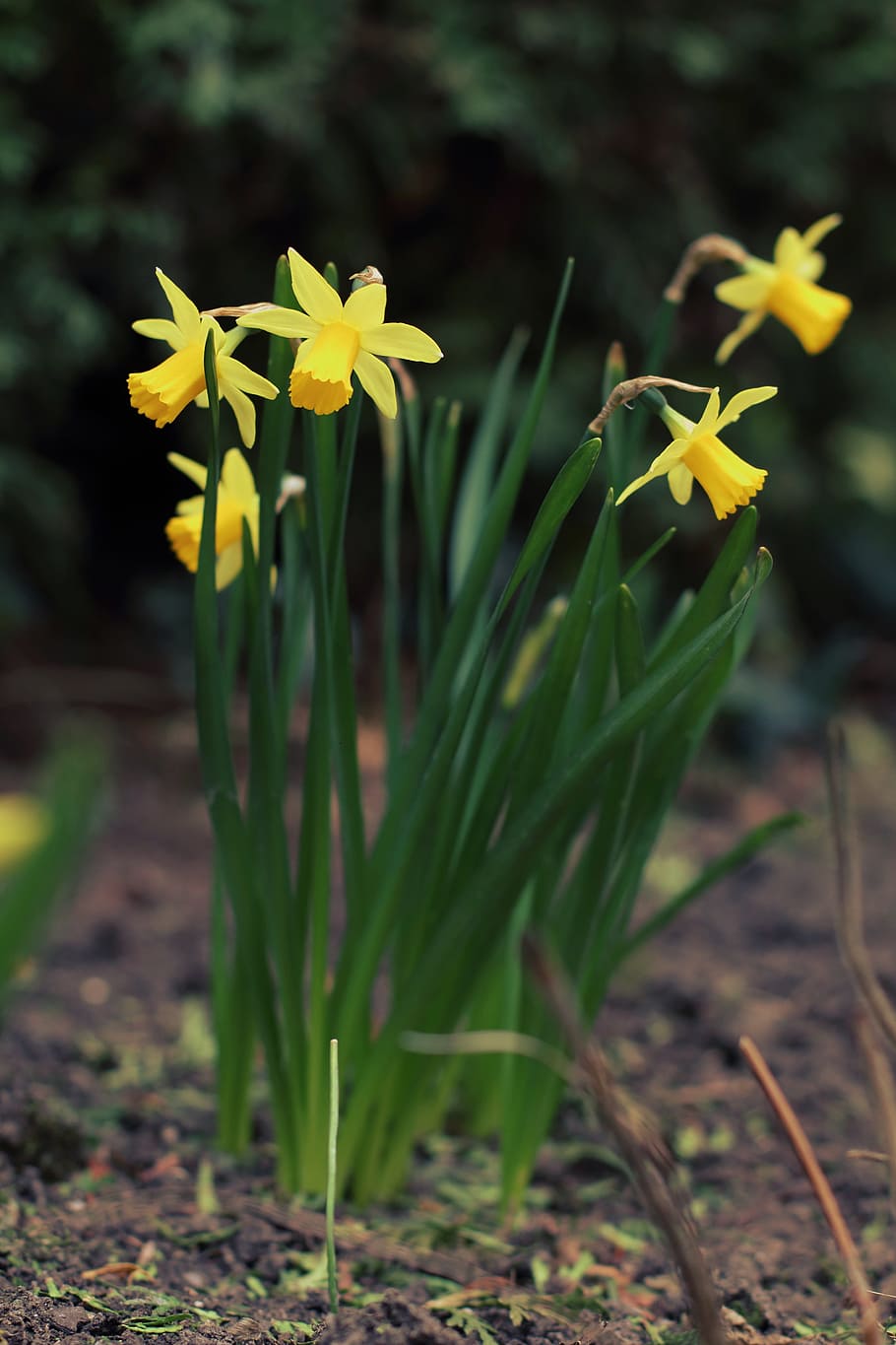 daffodil, spring, easter, narcissus, flower, yellow, blossom HD wallpaper