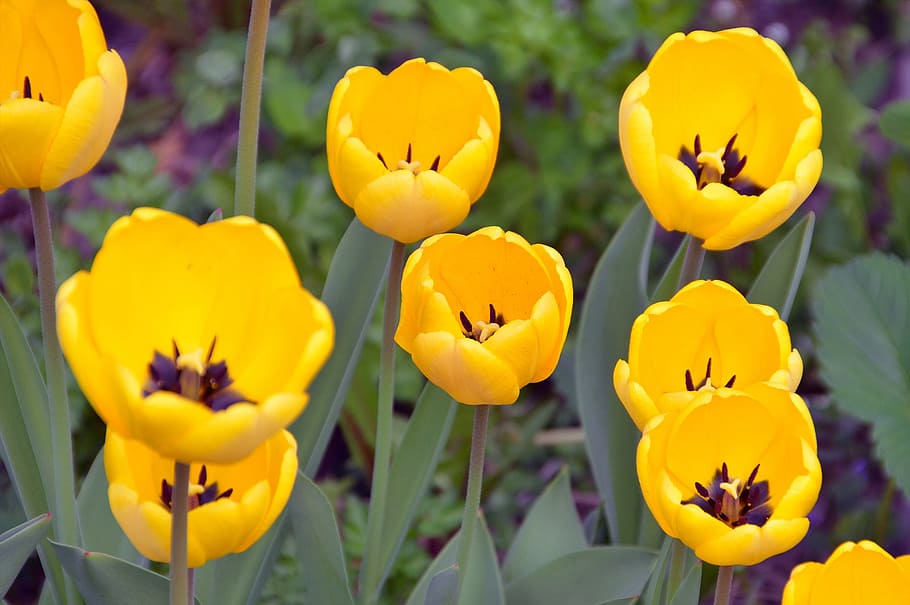 Tulips, Spring, Flowers, Yellow, Nature, plant, flower garden HD wallpaper
