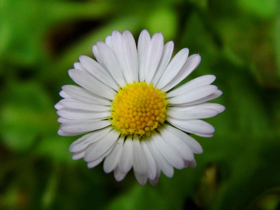 daisy, flower, white, flora, nature, plant, blossom, bloom HD wallpaper