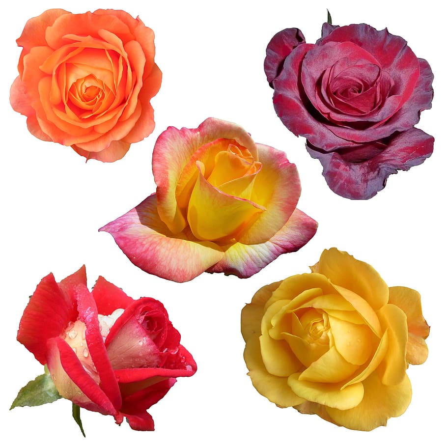 five assorted-colored roses collage, collection, isolated, white HD wallpaper
