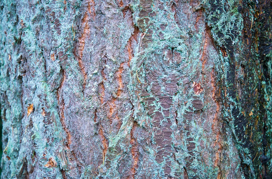 bark, tree, wood, texture, old, rough, surface, trunk, timber HD wallpaper