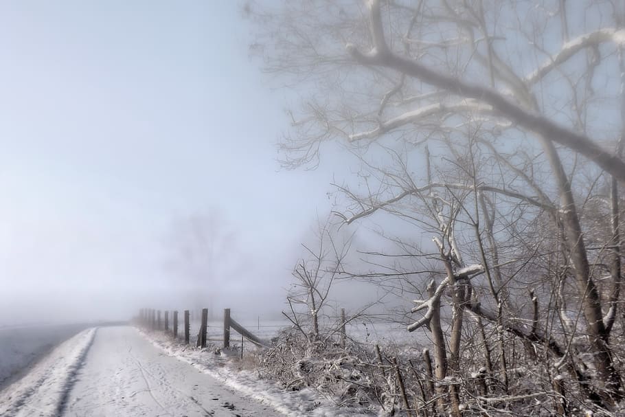 fog, winter impressions, wintry, snow, cold, winter magic, snowy HD wallpaper
