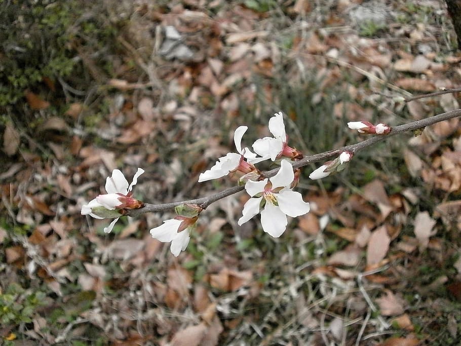 Tomentosa, Cherry, Plum, Spring Flowers, white, white color HD wallpaper