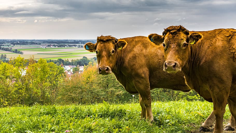 two brown cattle looking to the left, cows, pasture, animals HD wallpaper