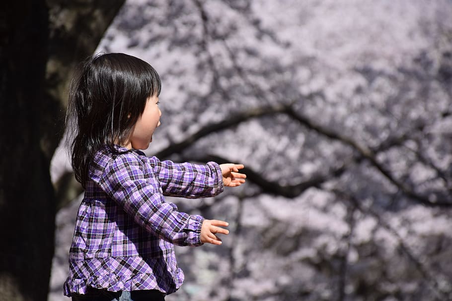Cherry, Spring, Full Bloom, Children, in full bloom, surprise HD wallpaper
