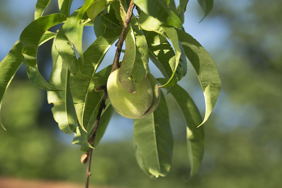 leaf, nature, plant, fruit, eating, peach, green, the fetus young HD wallpaper