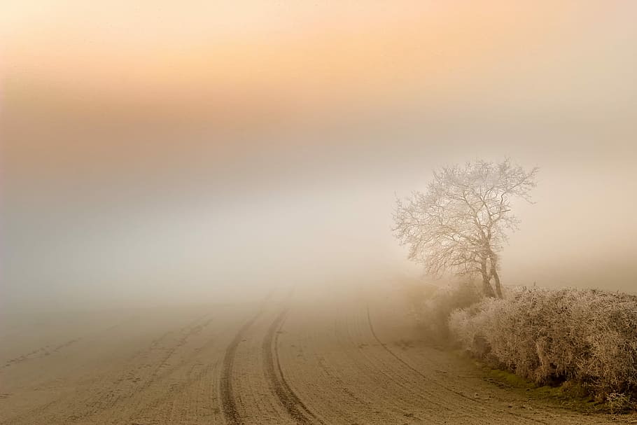 landscape photography of road near tree, fog, dawn, sunset HD wallpaper