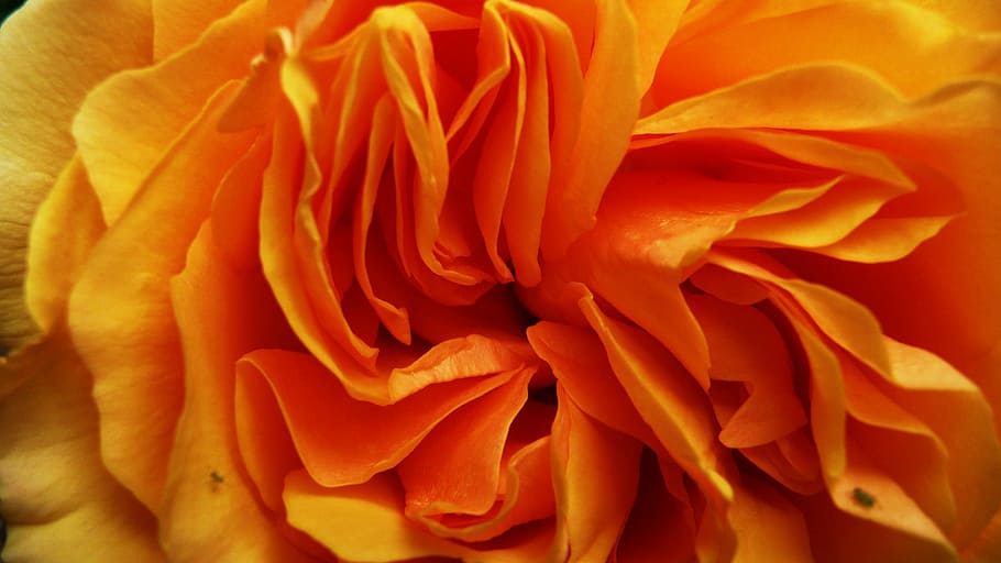 Orange, Flower, Flower, Petals, Macro, Close Up, golden, yellow HD wallpaper