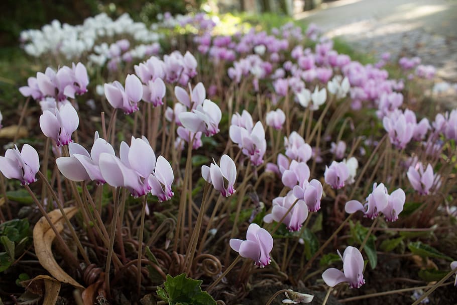 spring, spring flowers, life, lush, new life, season, seasonal HD wallpaper