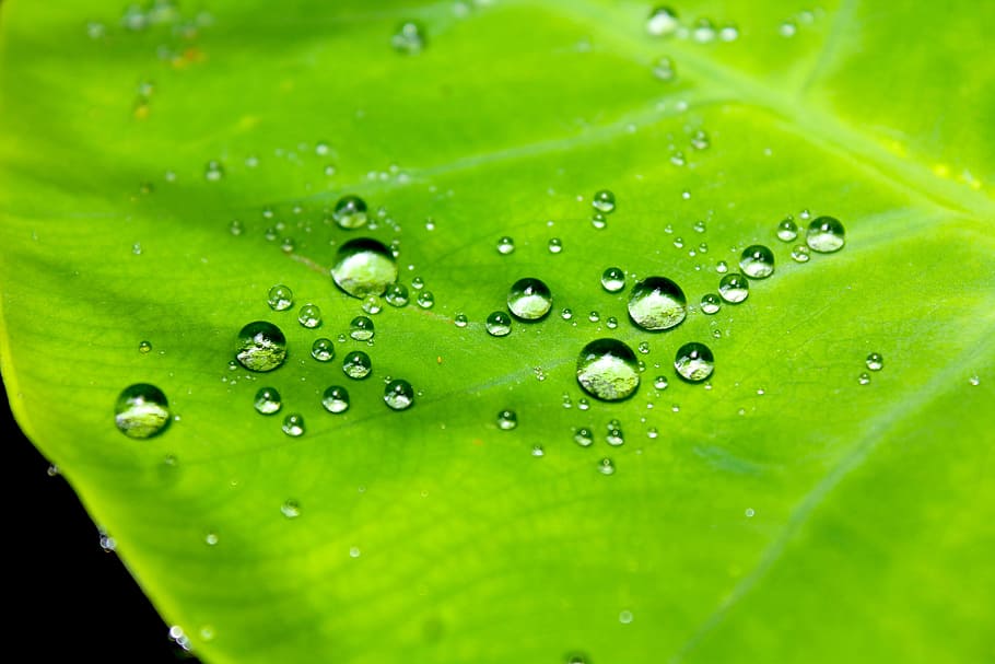 droplets, water, leaf, pattern, macro, nature, waterproof, wet HD wallpaper