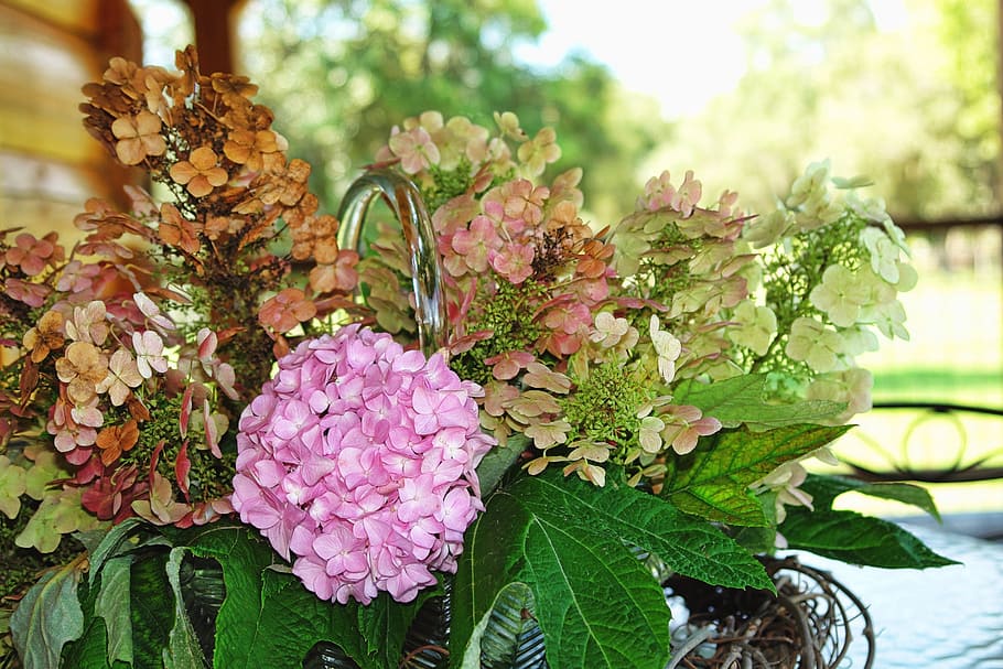 hydrangea, pink, country, nature, flower, blossom, floral, bouquet HD wallpaper