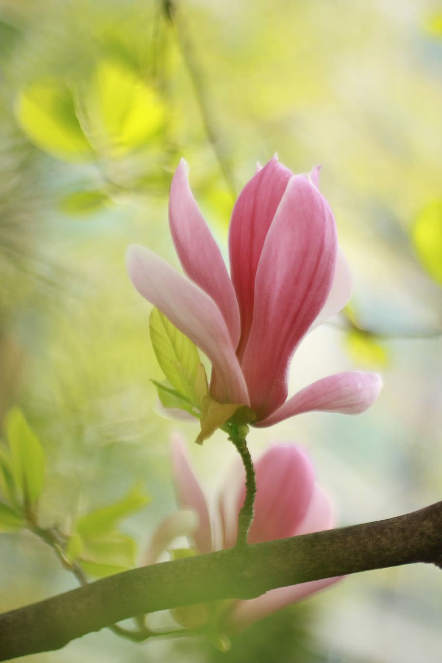 pink hibiscus, flowers, plants, nature, leaf, garden, spring flowers HD wallpaper