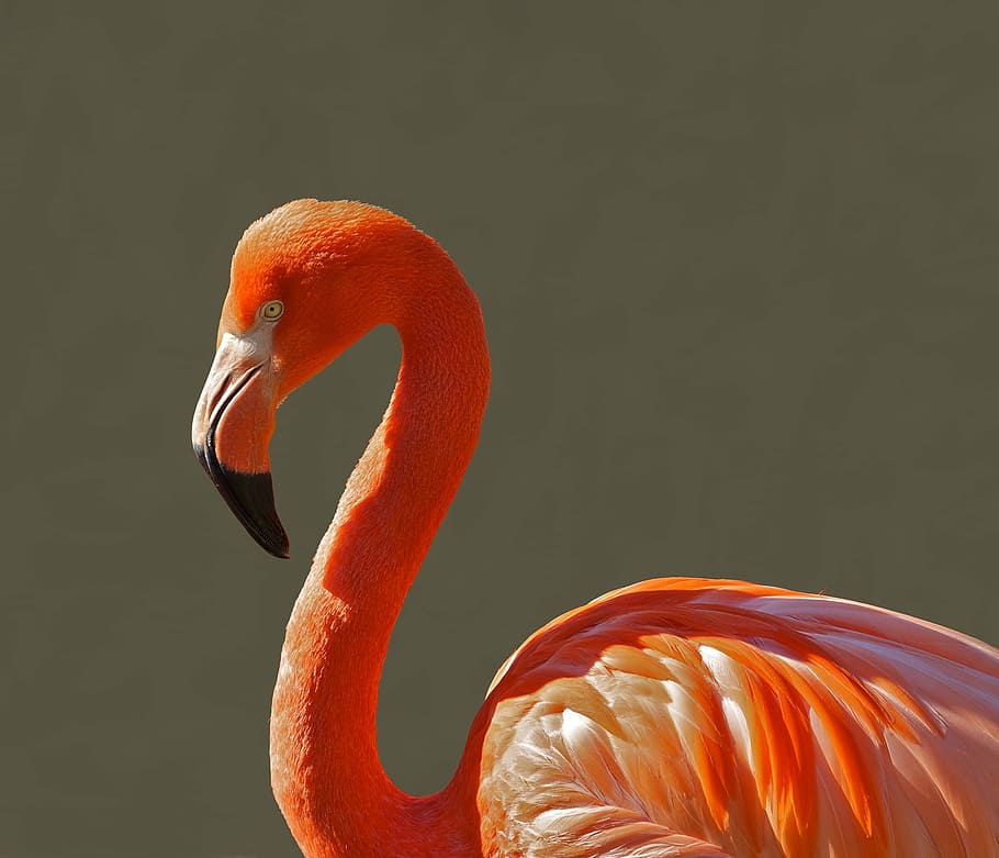 animal, animal photography, bird, close-up, flamingo, macro