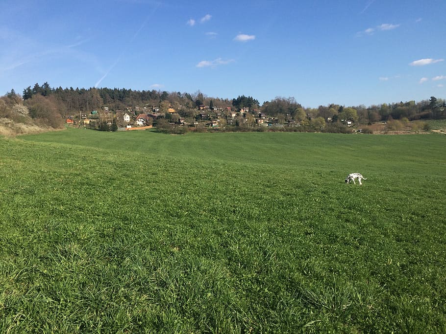 nature, meadow, grass, green, sky, heaven, horizon, bohemia HD wallpaper