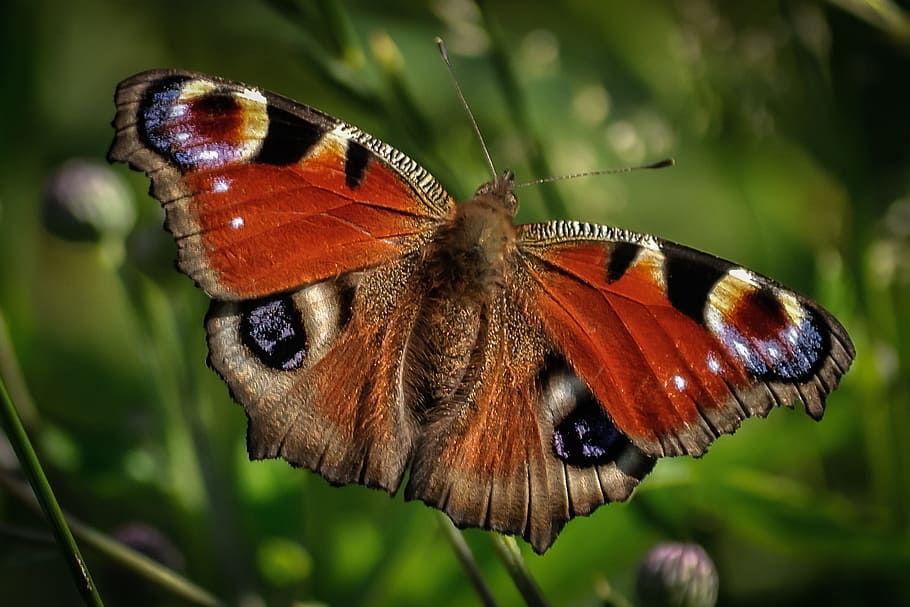 multicolored moth, peacock butterfly, insect, wildlife, animal, HD wallpaper