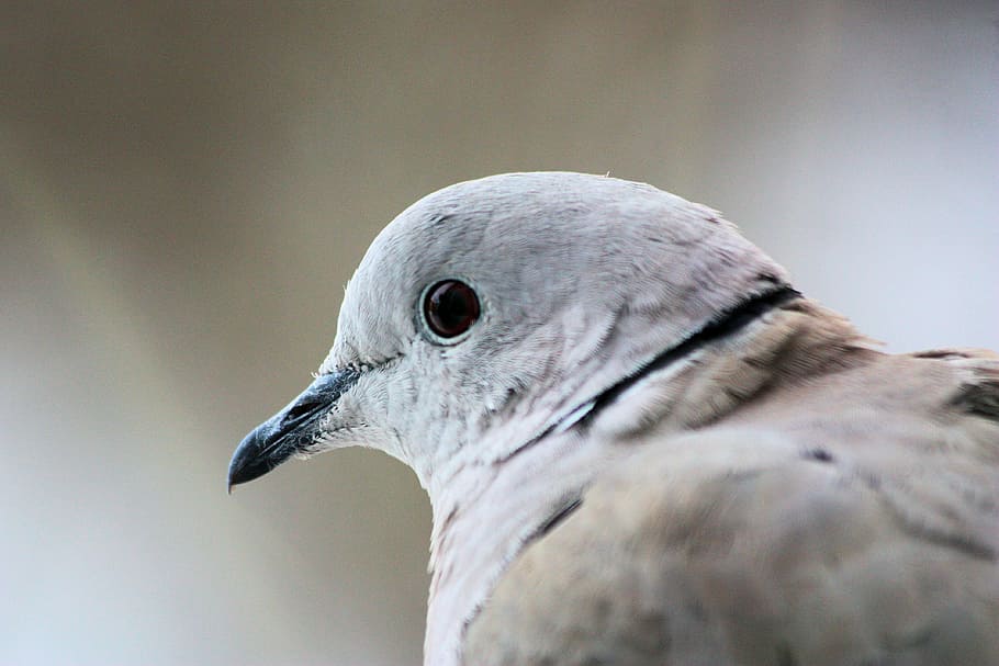 Collared Dove, Bird, one animal, animal wildlife, beak, animals in the wild HD wallpaper
