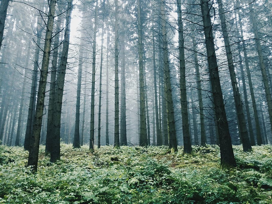 branches, cold, eerie, evergreen, foggy, forest, grass, hazy HD wallpaper