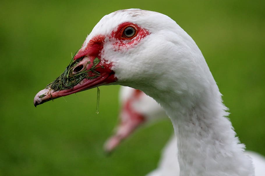 duck, white, beak red, bio, grass, meadow, one animal, animal themes HD wallpaper
