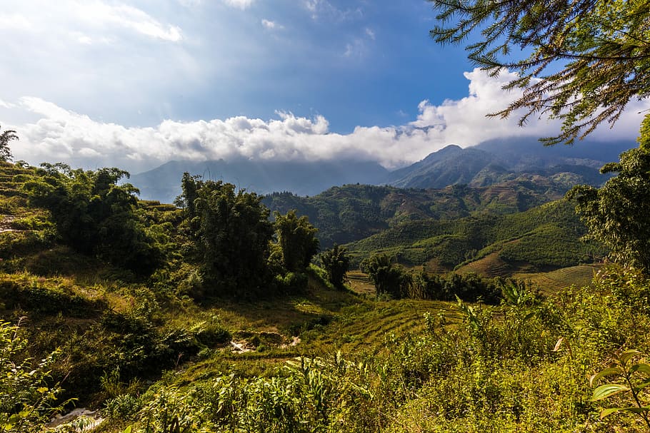 nature, landscape, tree, mountain, sky, sapa, vietnam, rice fields HD wallpaper