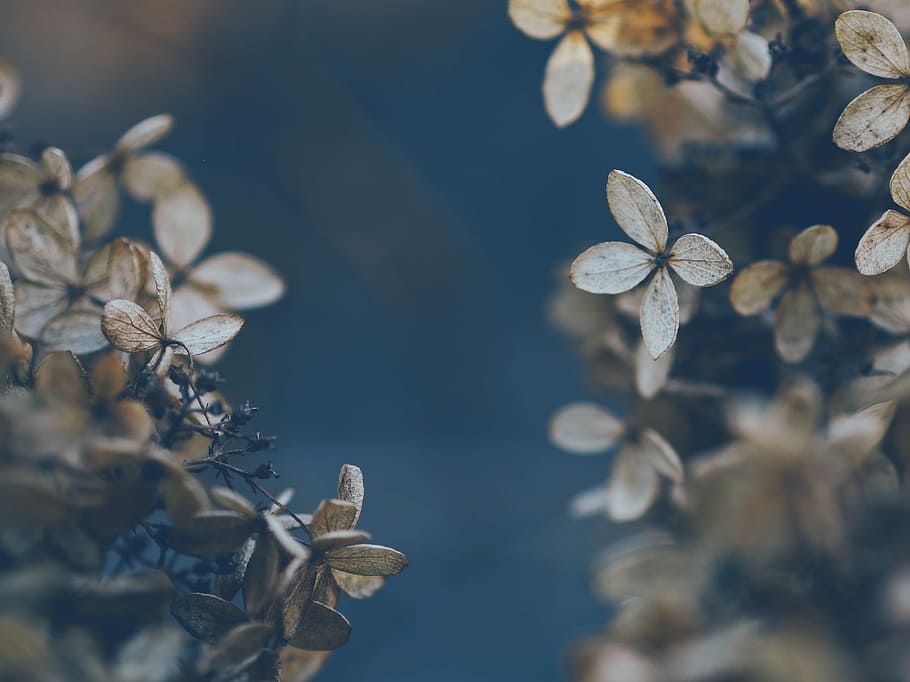 selective focus photography of gray petaled flowers, tilt shift photography of brown leaves HD wallpaper