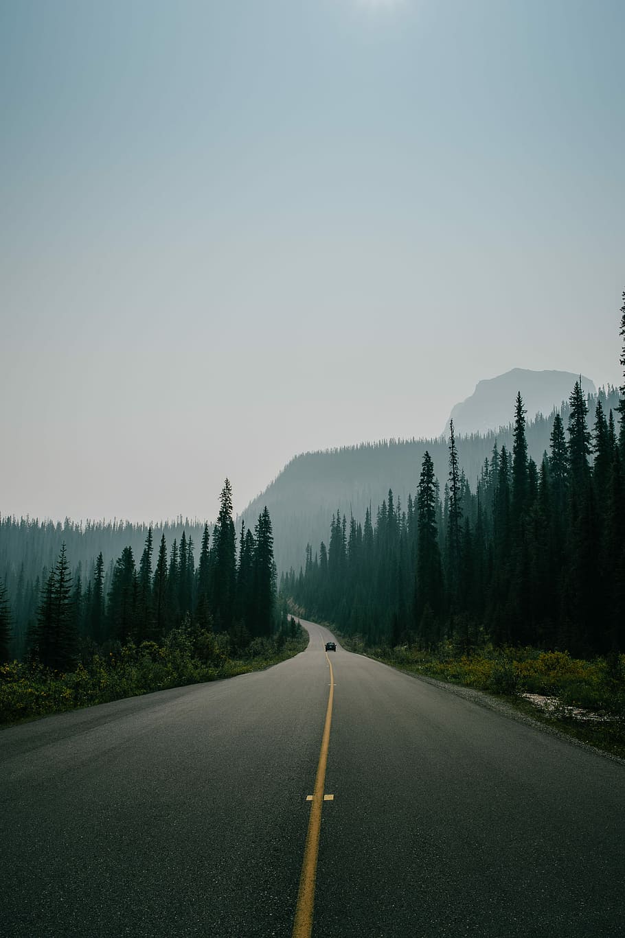 asphalt road surrounded by trees under skies, car on asphalt road between trees HD wallpaper