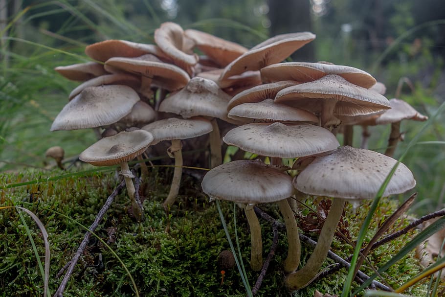 mushrooms, hat, autumn, forest, nature, moss, forest floor, HD wallpaper
