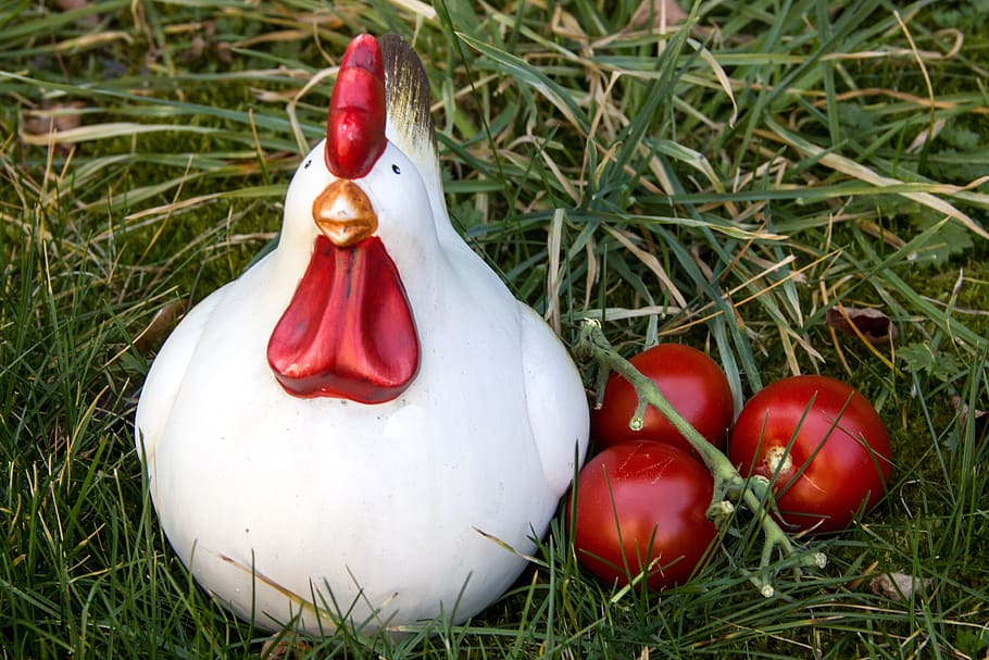chicken, tomatoes, composing, red, grass, plant, celebration HD wallpaper