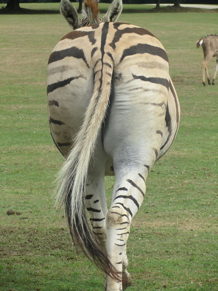 Zebra, Tail, behind, one animal, animal themes, animal wildlife HD wallpaper