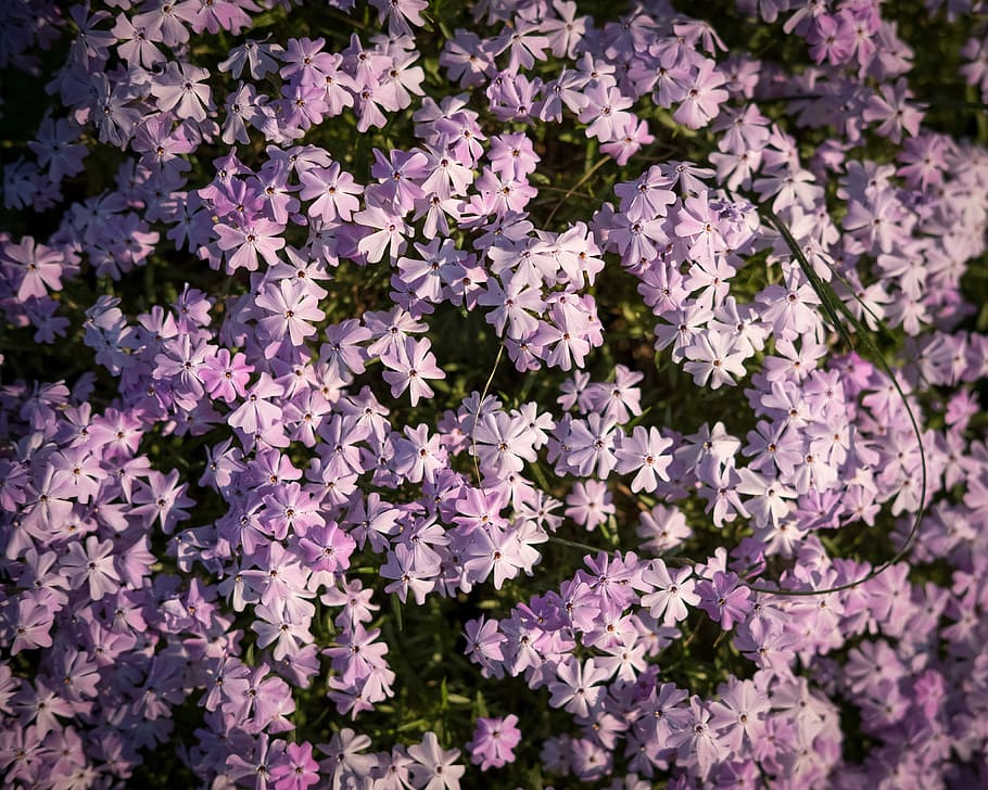 flowers, spring, pink, white, bush, spring blossoms, spring bloom HD wallpaper