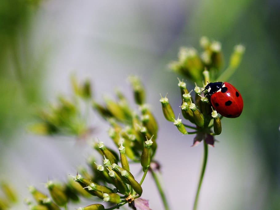 selective focus photography of 7-spotted lady bird perched on white petaled flower HD wallpaper