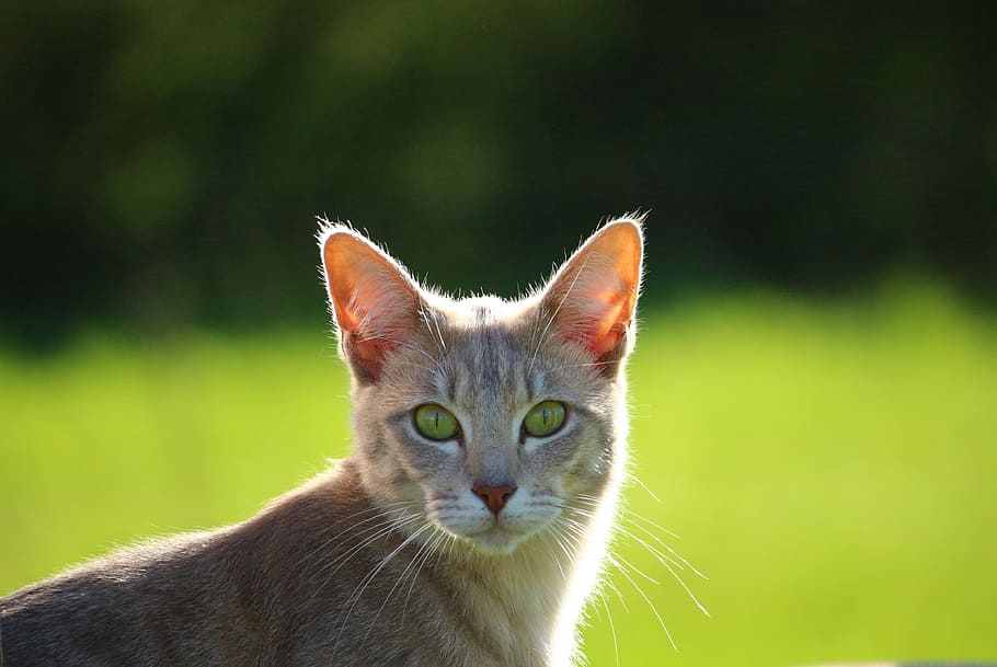 beige short fur cat, kitten, breed cat, mackerel, young cat HD wallpaper