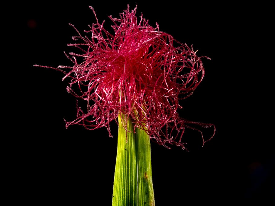 corn flower, blooming corn, red, black background, studio shot HD wallpaper