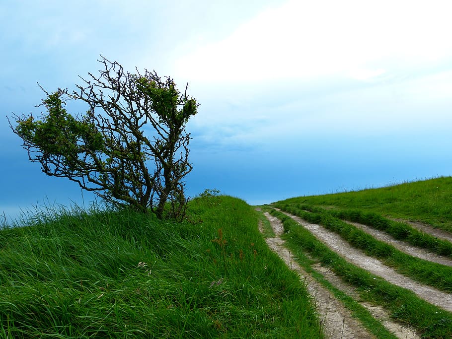 bare tree on grass field under cloudy sky, away, path, hiking HD wallpaper