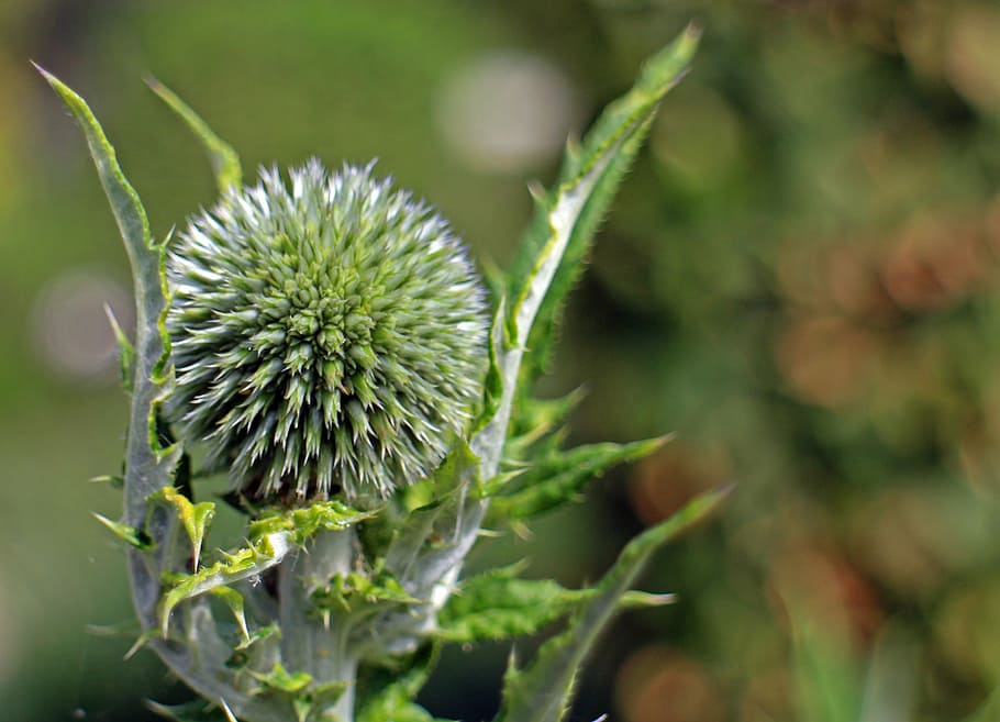 blossom, bloom, globe thistle, echinops, plant, flora, composites HD wallpaper