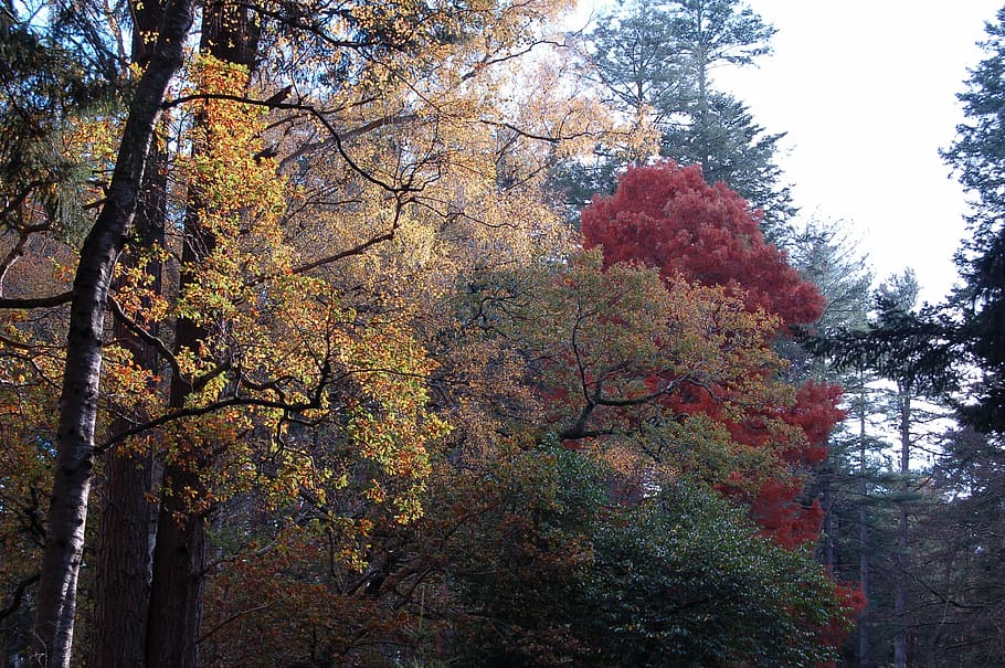 autumn, tree, forest, leaf, foliage, leaves, country, woods HD wallpaper