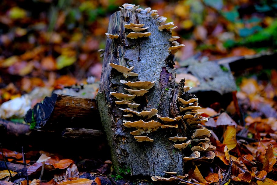 log, mushrooms, nature, tree fungus, forest, moss, macro, tribe, HD wallpaper