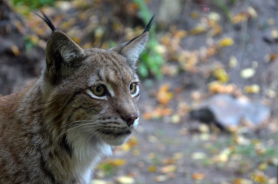 shallow focus photography of bobcat, Lynx, Wild, tom, animal HD wallpaper