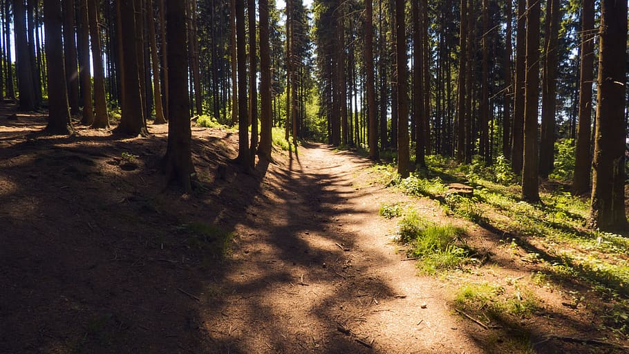 Path, Forest Road, Nature, bohemia, light, shadow, the trail HD wallpaper